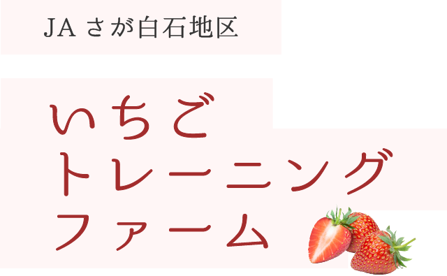 JAさが白石地区いちごトレーニングファーム