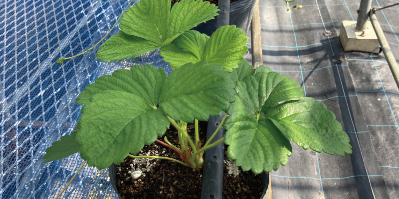定植苗の親株